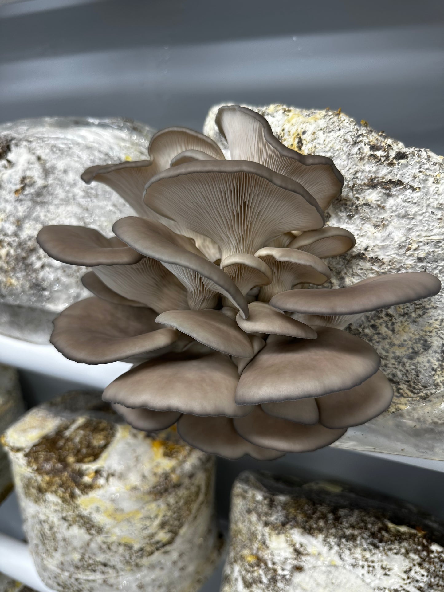 Black Pearl King Oyster Grow Kit