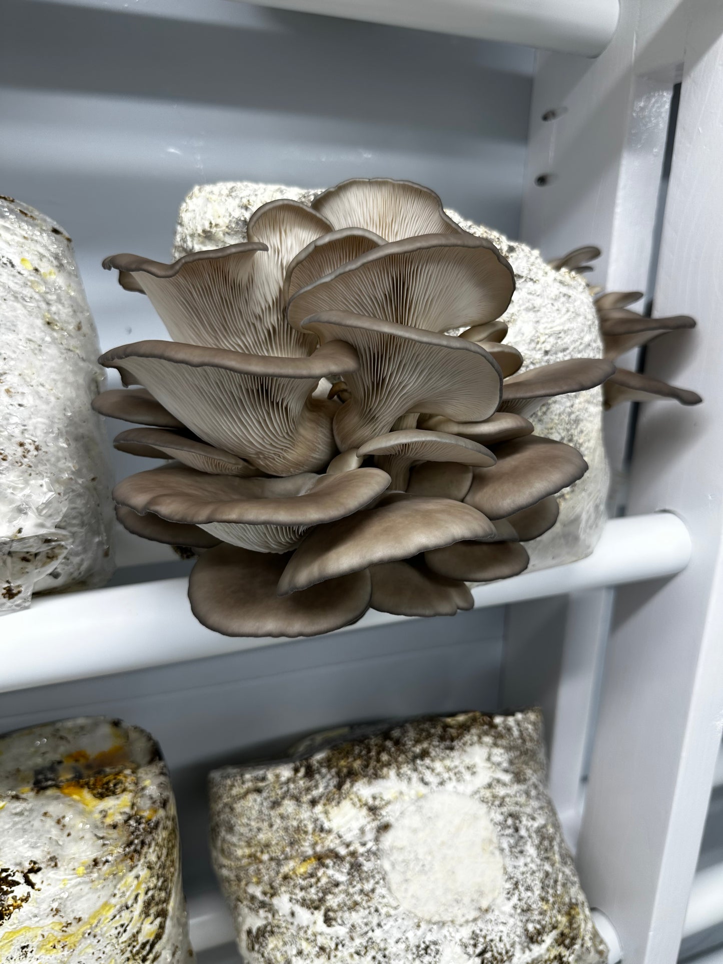 Black Pearl King Oyster Grow Kit