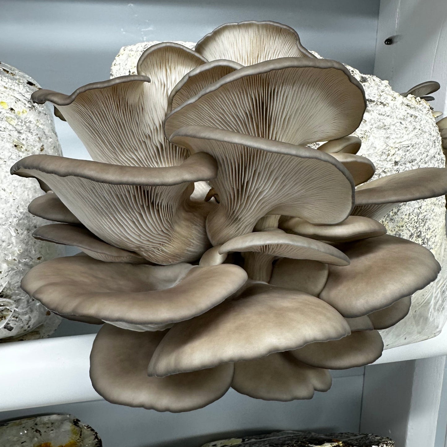 Black Pearl King Oyster Grow Kit