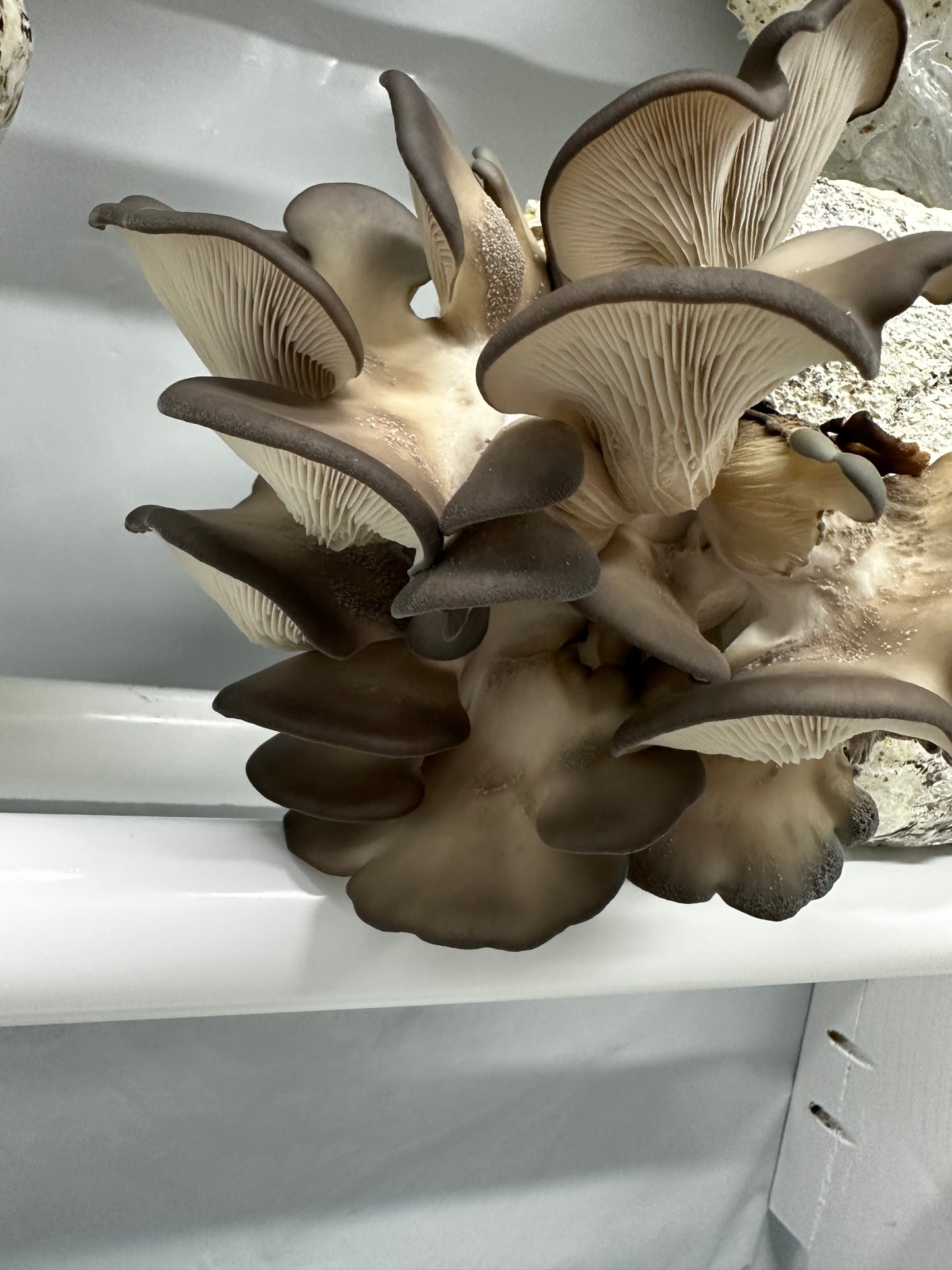 Black Pearl King Oyster Grow Kit