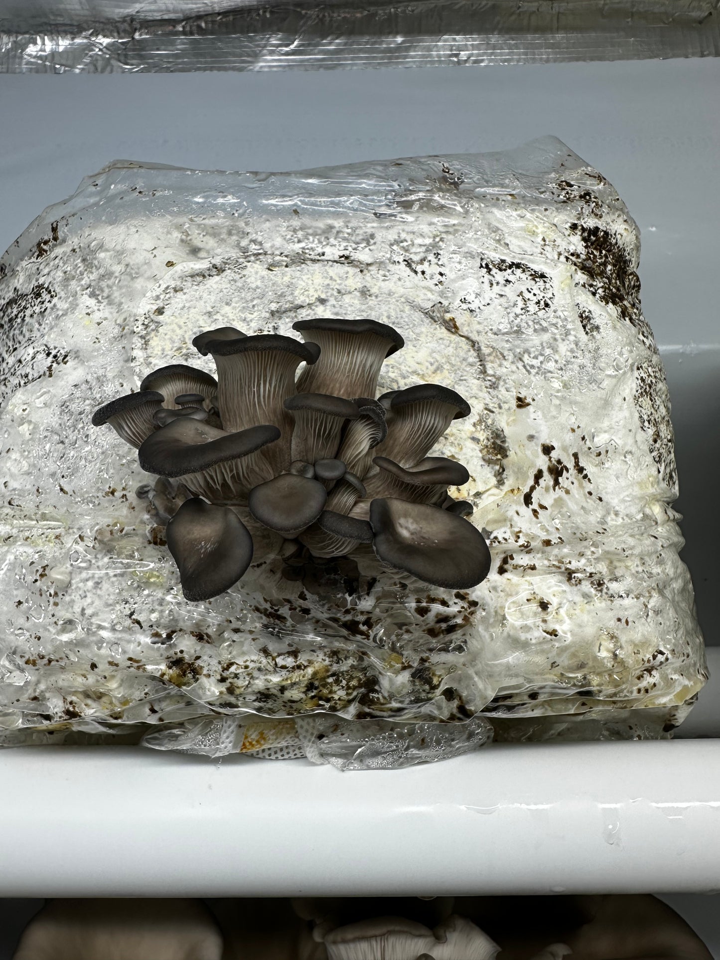 Black Pearl King Oyster Grow Kit