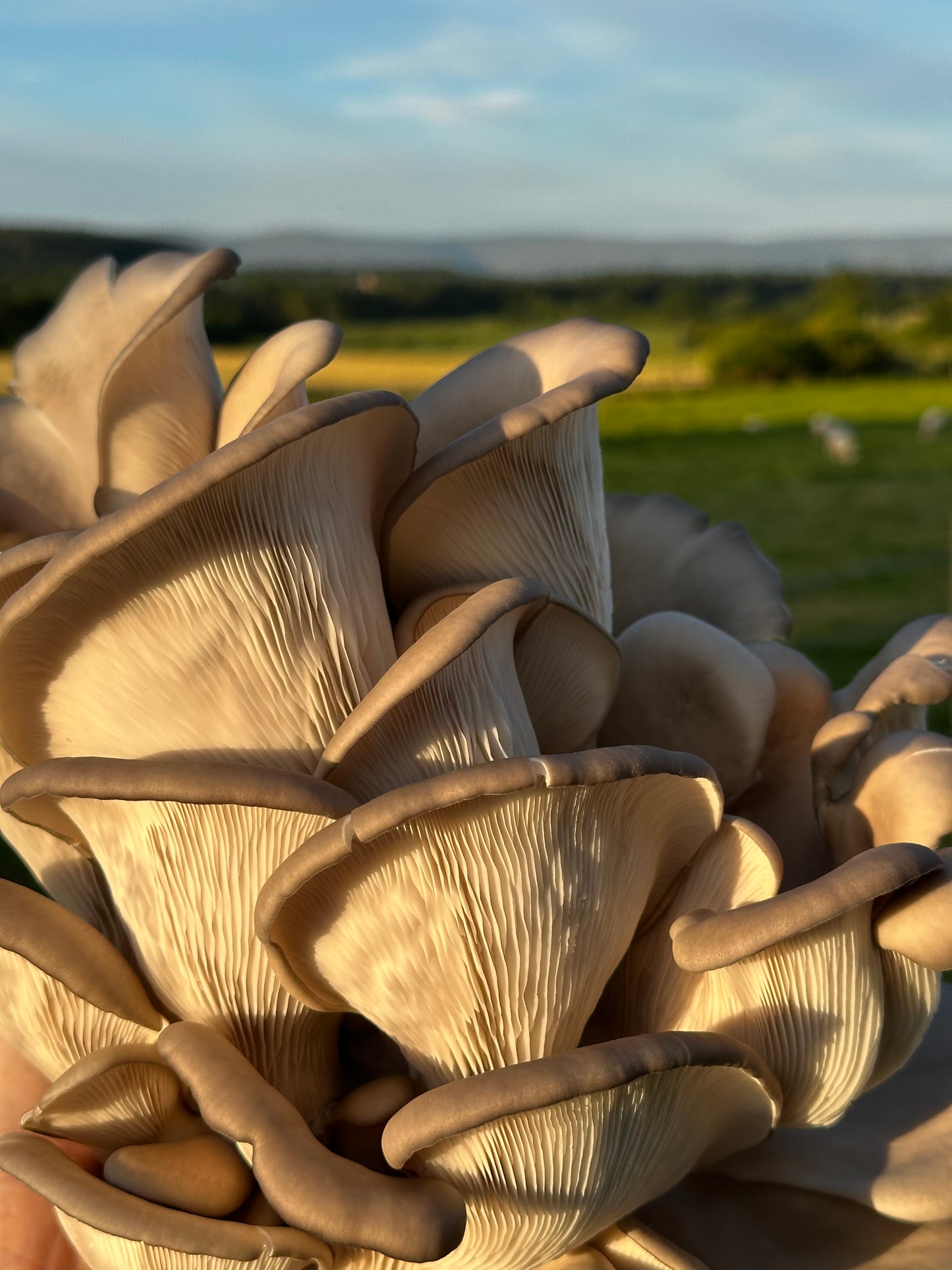 Black Pearl King Oyster Grow Kit