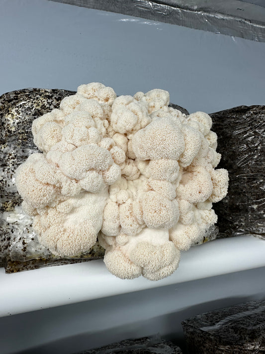 Lions mane Grow Kit